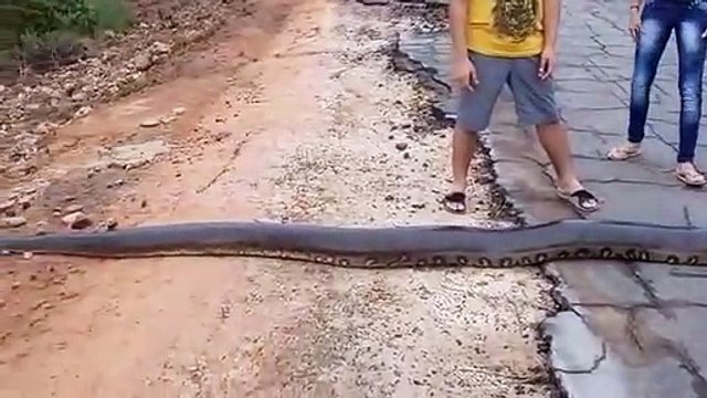 Quand un énorme anaconda de 6m bloque la route