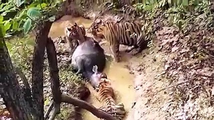 मां की ममता, भूखे बच्चों के लिए किया भैंस का शिकार