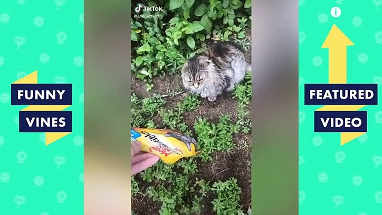 TRY NOT TO LAUGH - Funny Cats and Cute Kittens