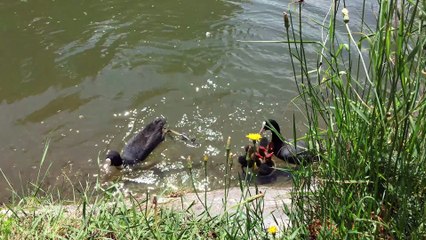 Meerkoet - Fulica atra - Foulque macroule - Eurasian coot - 2020-06-20