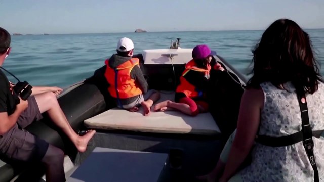 Record numbers of dead dolphins wash up in France