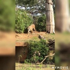 Animals planet; Brown monkey; Seal on the beach; A group of zebras; Family of monkeys