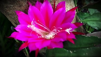 Alcanse a sua graça com Nossa Senhora do Silencio