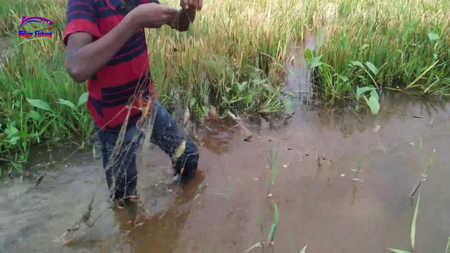 Net Fishing Trap 2020 || Asian Traditional Net Fish Catching in The Village || Doljor Fishing