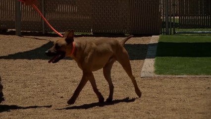 Get to know the Yavapai Humane Society