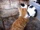 Two Kittens 2 Cats Ginger and White 6 Months Old Playing Each Other