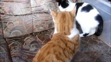 Two Kittens 2 Cats Ginger and White 6 Months Old Playing Each Other