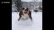 'Those ears are so big and flop!' Dog in Washington runs through snow making his large ear flop