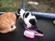 Two Kittens 2 Cats Ginger and White 6 Months Old Playing Kitten Bells