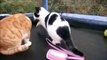 Two Kittens 2 Cats Ginger and White 6 Months Old Playing Kitten Bells