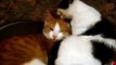 Two Kittens 2 Cats Ginger White 5 Months Old Off To Bed Loving2x