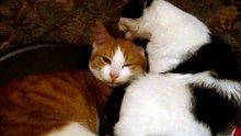 Two Kittens 2 Cats Ginger White 5 Months Old Off To Bed Loving2x