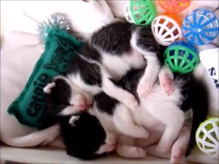Two Weeks Old Sleeping Black and White Kittens