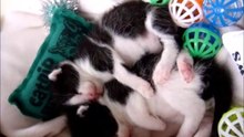 Two Weeks Old Sleeping Black and White Kittens