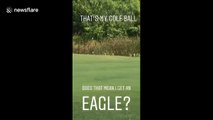 'That eagle stole my golf ball!' Eagle flies away with golf ball in New York