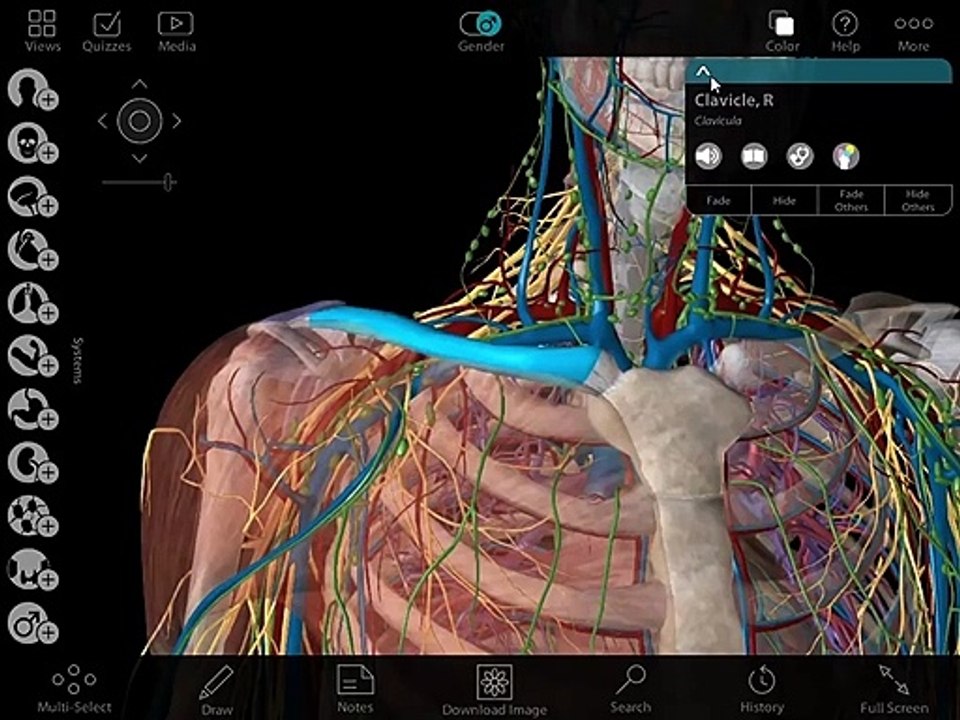 Visible Body Human Anatomy Atlas Walkthrough