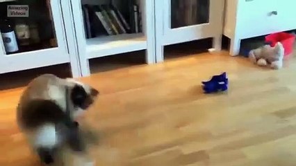 Perros cachorros divertidos 