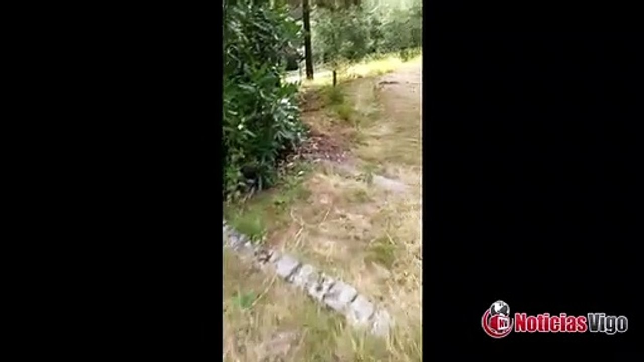 Falta de mantemento do Parque da Guía de Vigo