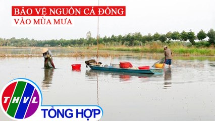 Bảo vệ nguồn cá đồng vào mùa mưa