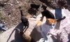Kedi sesleri kedi miyavlaması AC kedi miyavlaması sesleri videoları