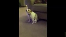 Gatito travieso