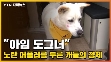 [자막뉴스] "아임 도그너" 노란 머플러를 두른 개들의 정체 / YTN