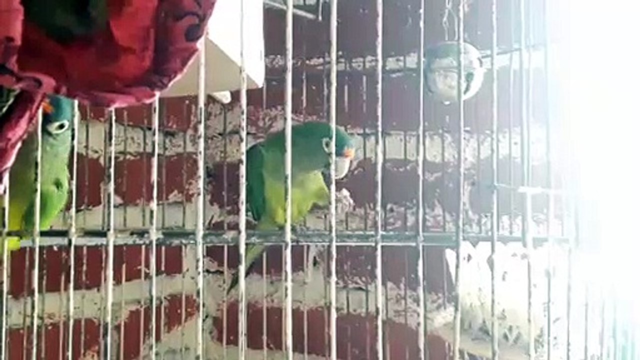 Pericos frente naranja comiendo nueces