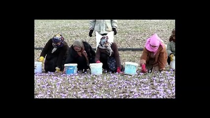 GRADE  !! WA:083 854 153 392	Jual  Saffron Untuk Ibu Hamil surabaya malang