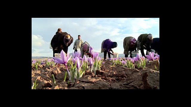 NEGIN !! WA:083 854 153 392	Harga Bunga Saffron Per Gram surabaya malang