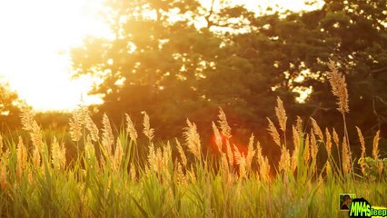  [ FREE ] Healing MUSIC | MUSIC to go INTO Trance N°18 | Hypnotic HEALING Meditation N°3 |167 - Dailymotion