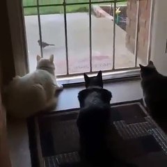 Cat  prepare  hunting  bird