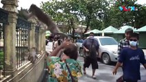 Serangan Ribuan Monyet 'Ambil Alih' Kota di Thailand