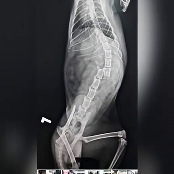 KEDİ OMUR KIRIĞI.