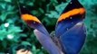 Most Beautiful Butterfly | Nature is Amazing | Viral Videos