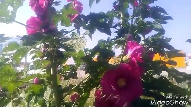 Gül hatmi çiçeği bitkisi otu faydaları çayı yararları nelerdir hatmi çiçeği bitkisi faydaları yararları