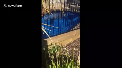 Kiwi dad builds his four kids their own backyard theme park