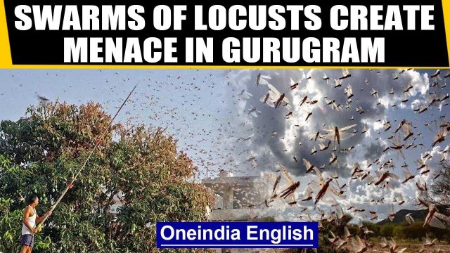 Swarms of locusts create menace in different parts of Gurugram: Watch | Oneindia News