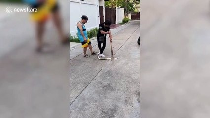 Snake attacks animal handlers when its caught in family's front yard