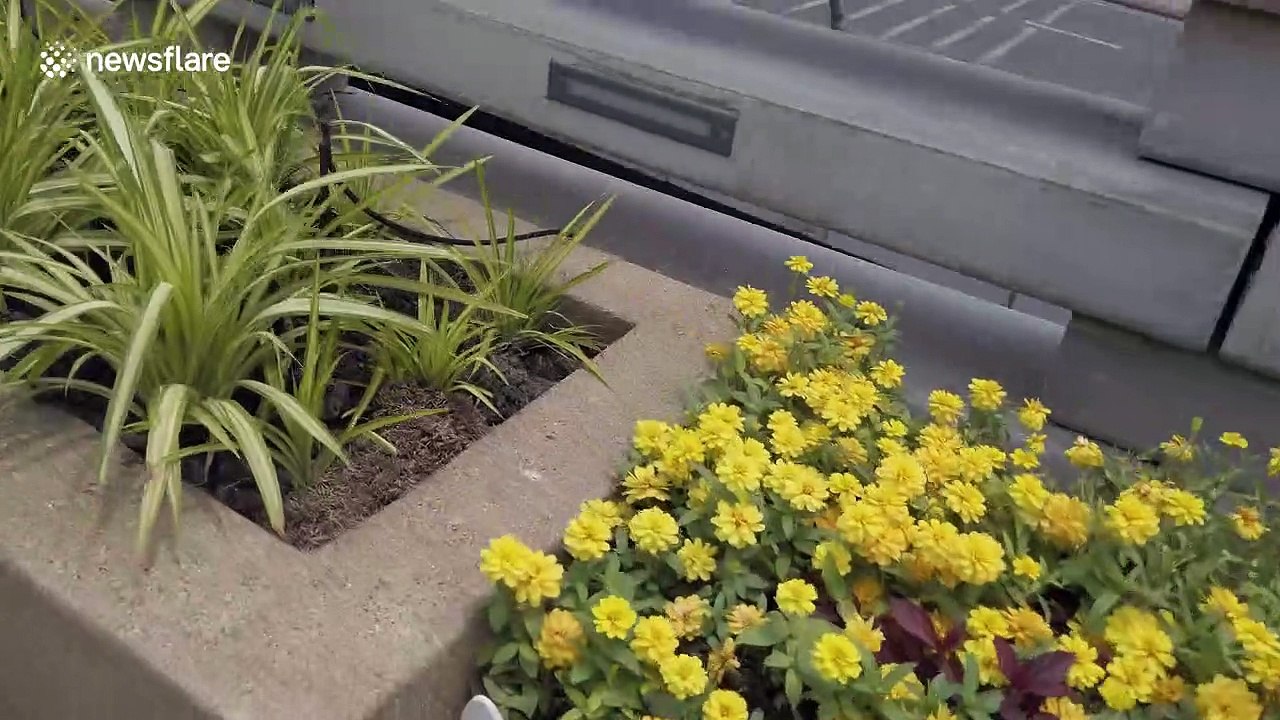 Walk across the 'world's first' garden bridge in Bangkok, Thailand