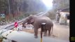 Smart Elephant lifts railway barrier to cross train track in India