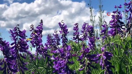 Kars’ta Yahni Dağı eteklerinde kart postallık görüntüler