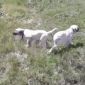 AKSARAY MALAKLI COBAN KOPEGi YAVRULARI OGLEN GEZiNTi - MALAKLI SHEPHERD DOG PUPPiES WALK