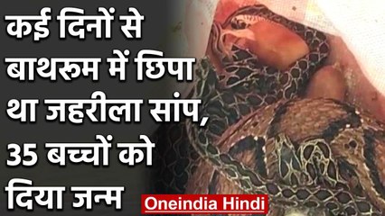 Viral Pic : कई दिनों से बाथरूम में छिपा था जहरीला सांप,35 बच्चों को दिया जन्म | वनइंडिया हिंदी