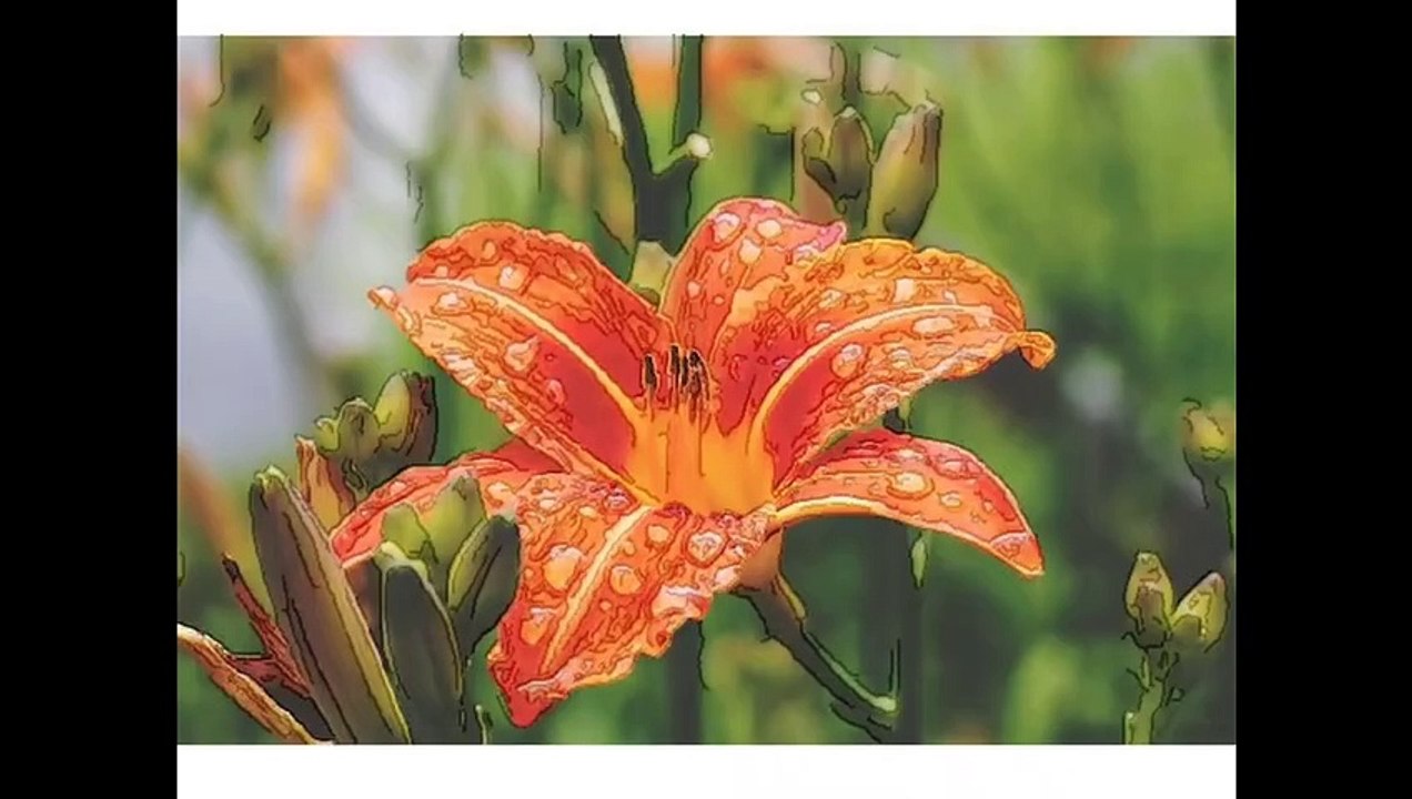The Most Beautiful Lily flower in the world || বিশ্বের সবচেয়ে সুন্দর পদ্ম ফুল ||