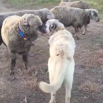 KANGAL KOPEGiNDEN KOC BAKIMI - KANGAL DOG and SHEEPS