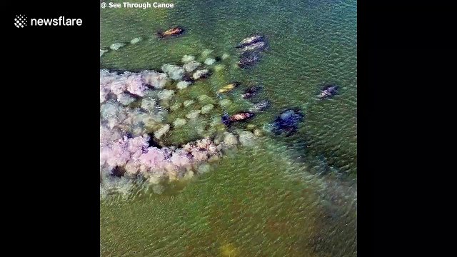 Wonderful moment endangered manatees interact with canoeist
