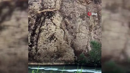 Hakkari’de dağ keçileri görüntülendi