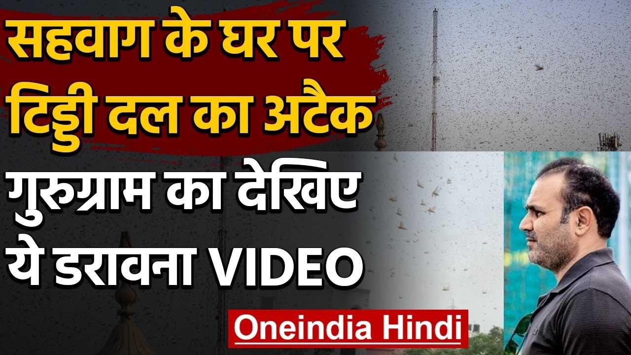Locusts attact: Virender Sehwag Shares Video of Locusts, Right above his residence | वनइंडिया हिंदी
