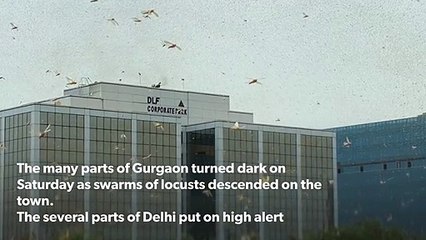 Locust attack in Gurgaon and Delhi, India