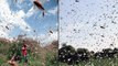 Locusts Swarm : Delhi, Gurgaon కు చేరిన Locusts Swarm || Oneindia Telugu